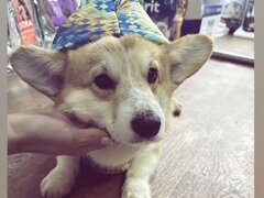 Vand Corgie mascul