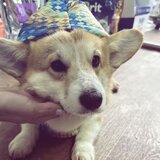 Vand Corgie mascul